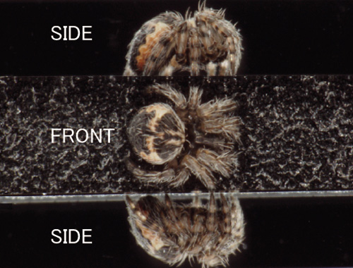 Spider