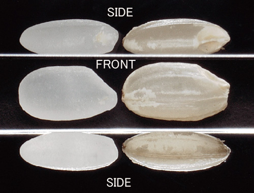 White Rice, Brown Rice